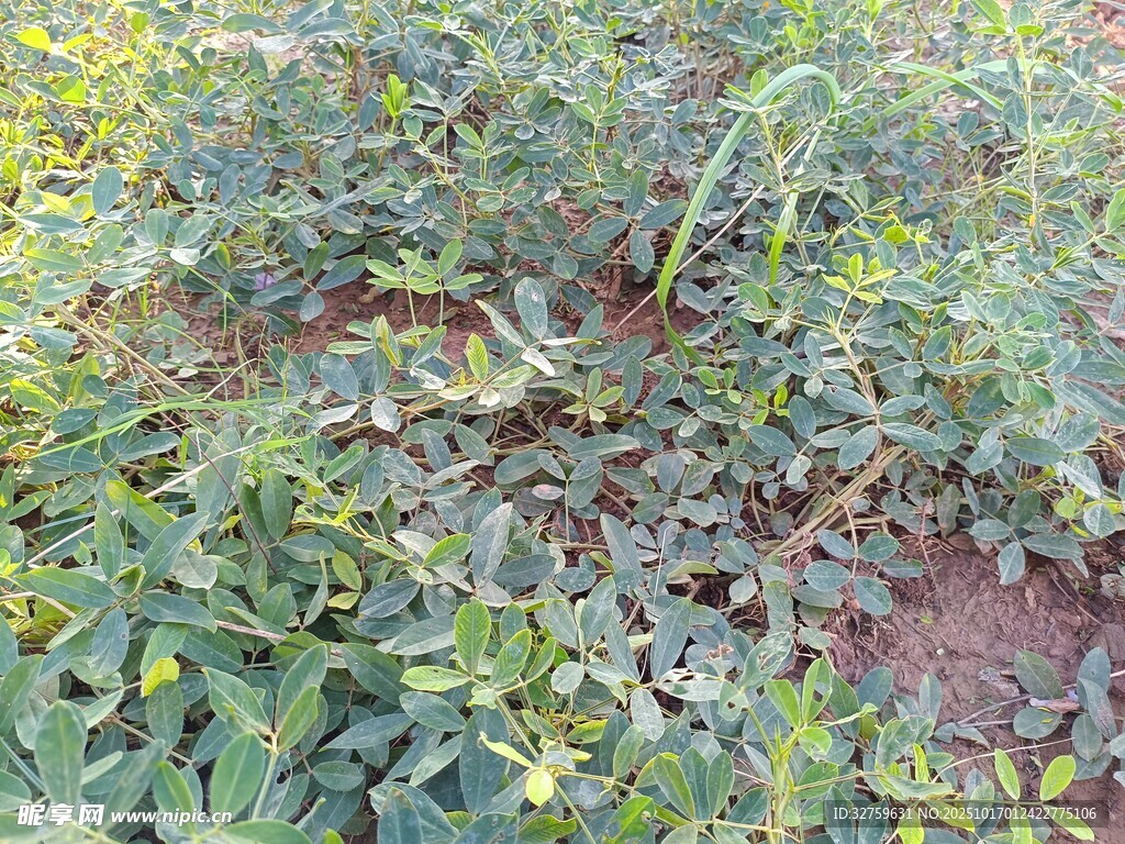 农田中的绿色植物景观