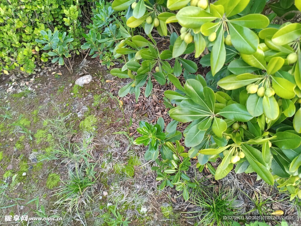 绿意盎然的植物景观