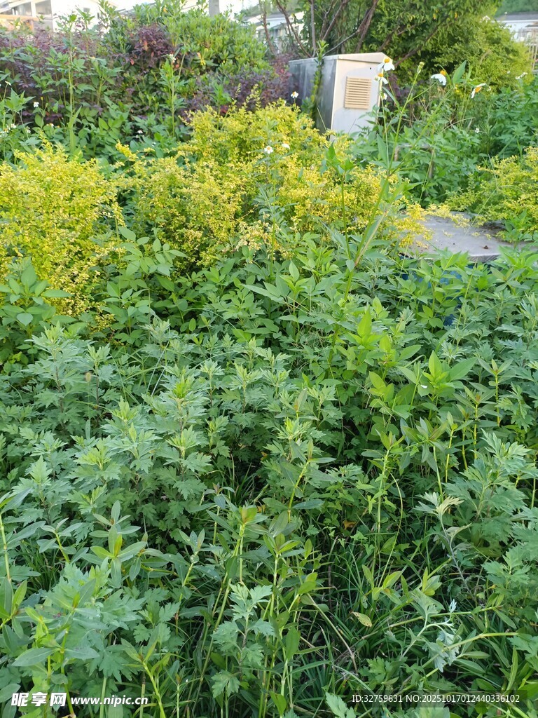 繁茂绿植的自然小景