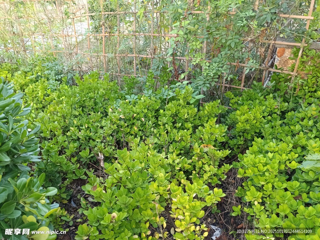 绿意盎然的花园植物景观