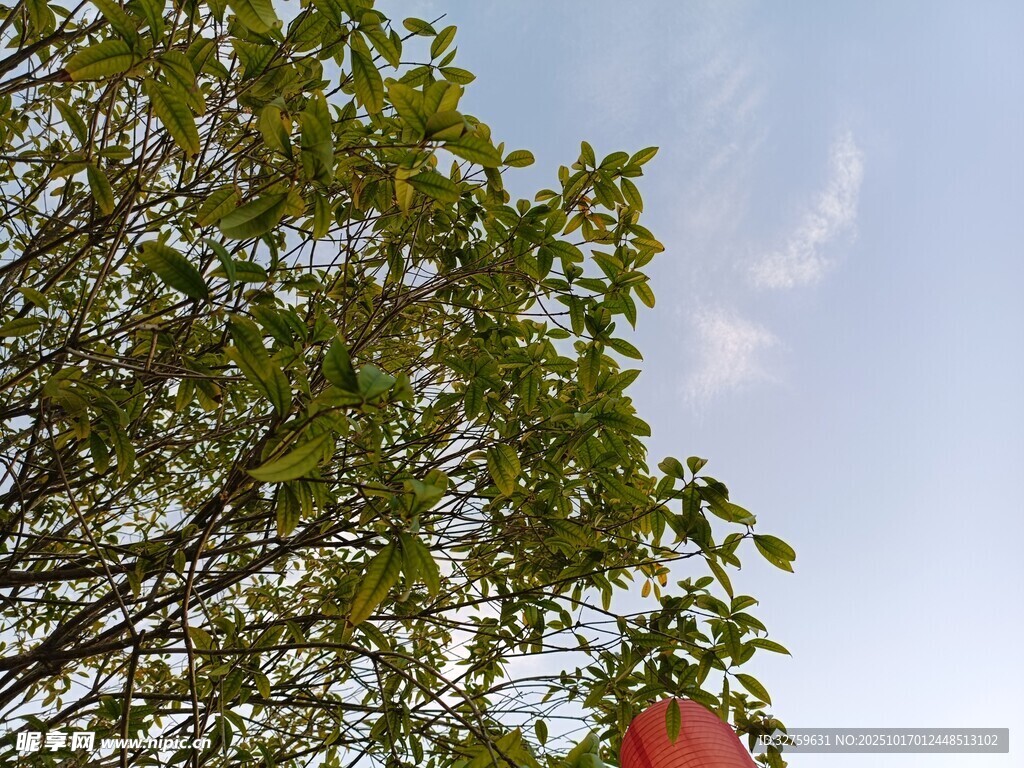绿叶蓝天间的一抹红