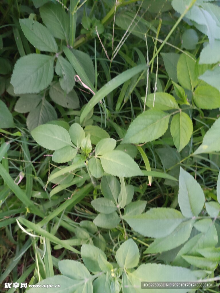 绿叶丛生的清新植物景象