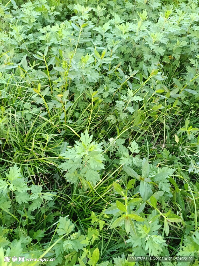 茂盛的绿色植物景观
