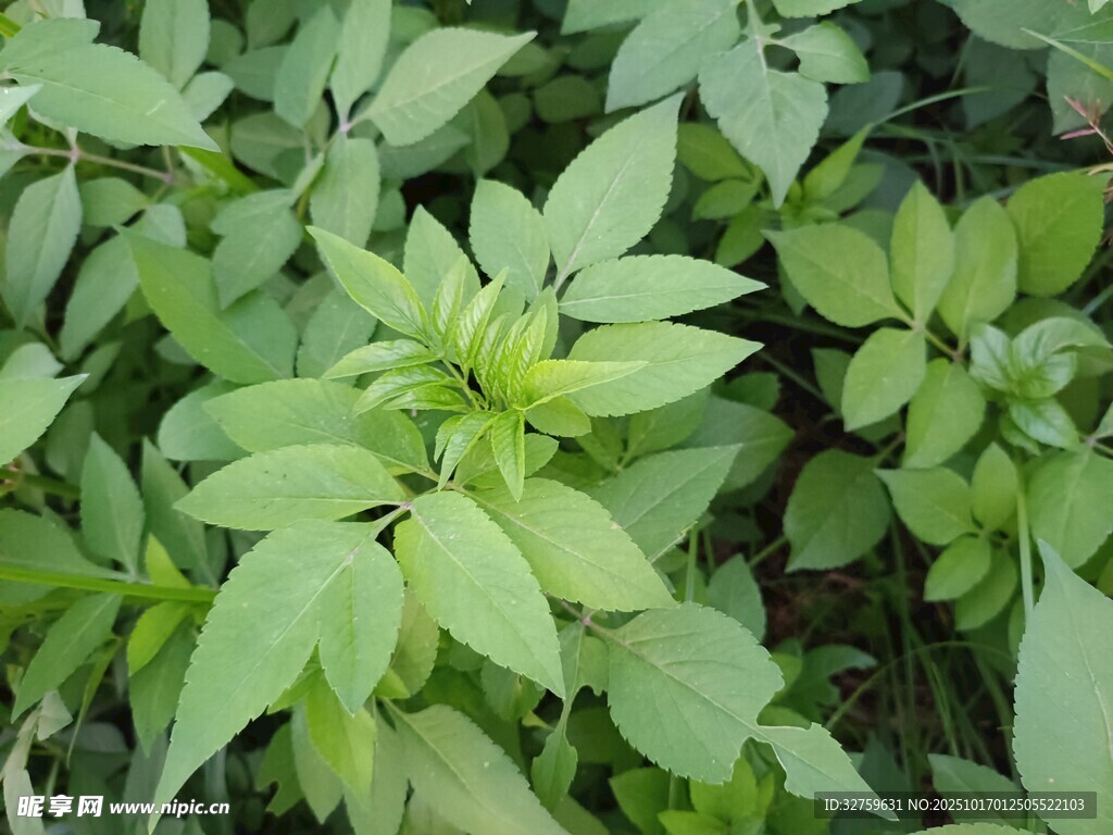 嫩绿叶片丛生的植物