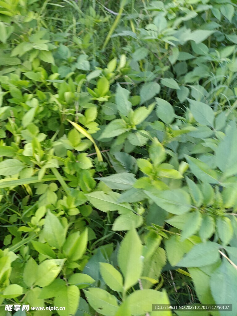 翠绿繁茂的植物景观
