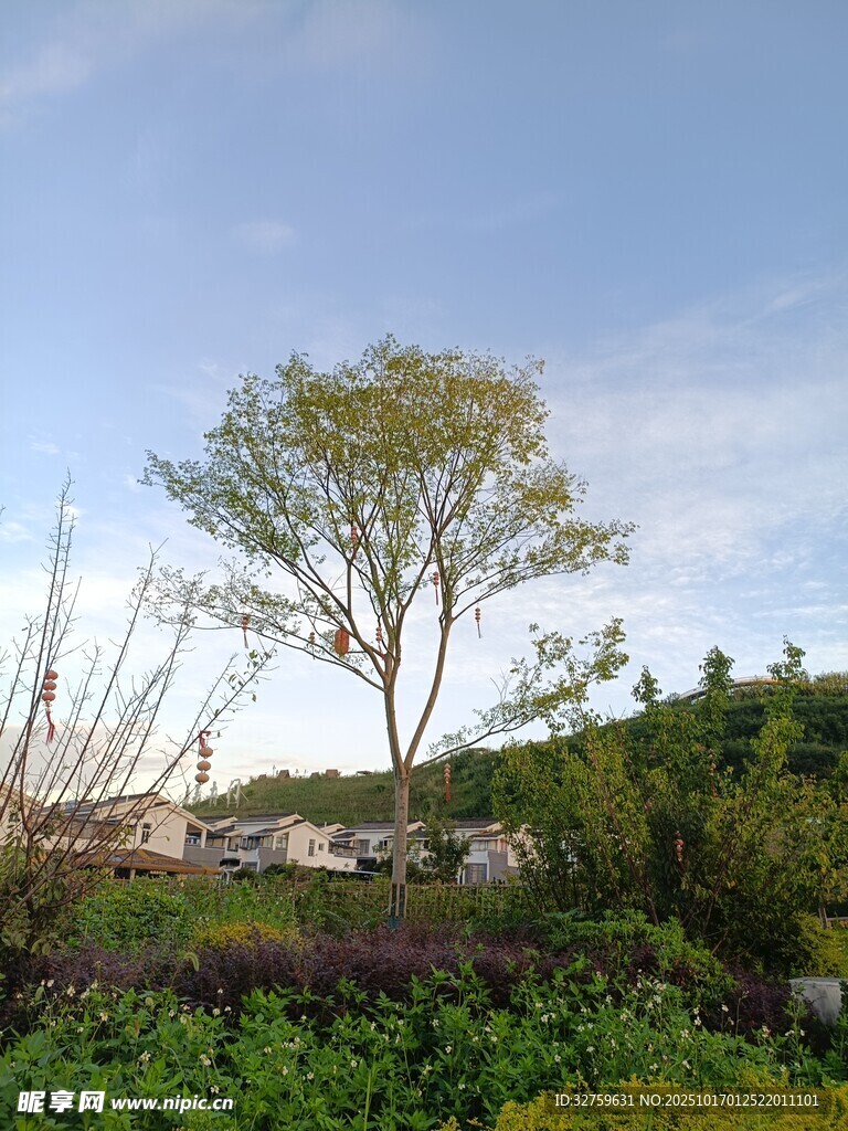 户外独树与绿植景观