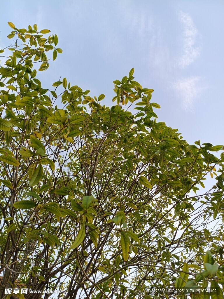 蓝天映衬下的繁茂绿树