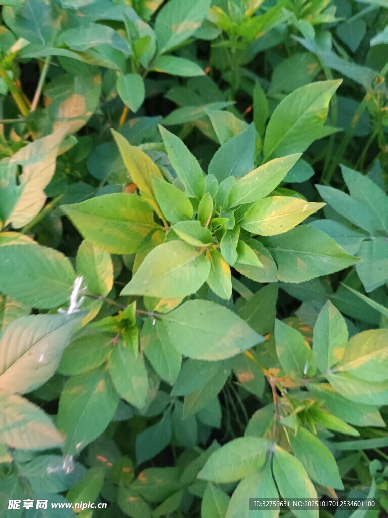 绿叶植物特写