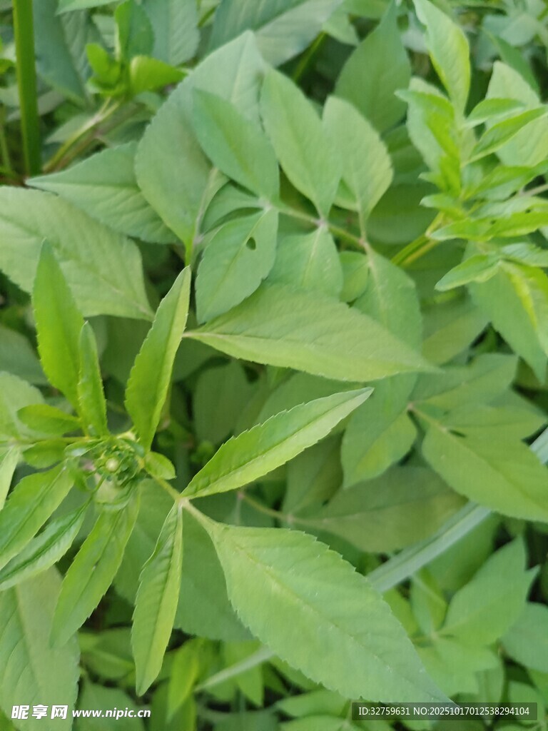嫩绿蓬勃的绿叶植物