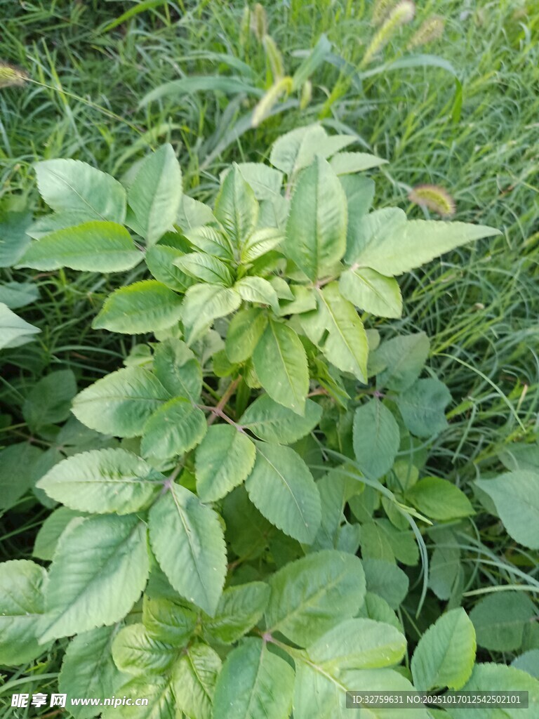 绿叶繁茂的植物
