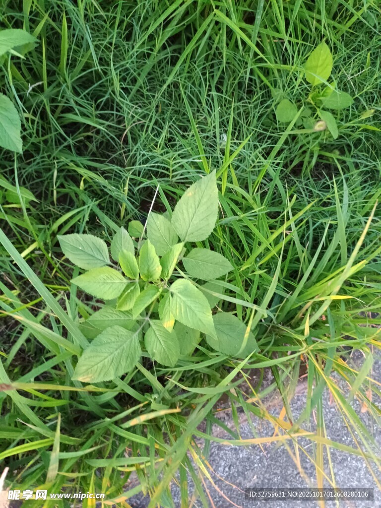 草丛中的嫩绿植物