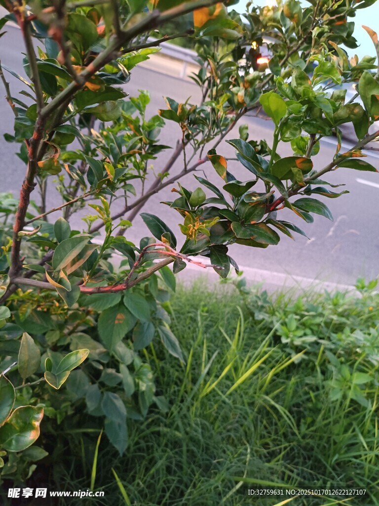 路边绿植与繁茂枝叶