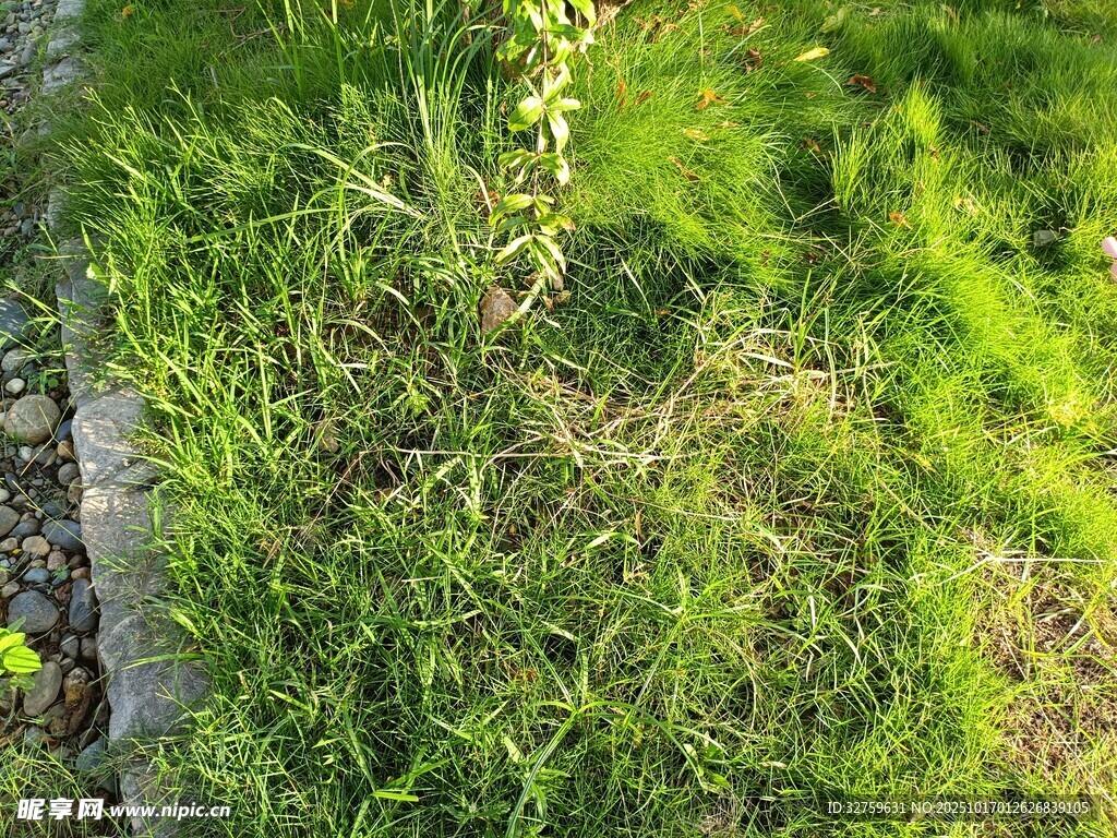 翠绿草地生机盎然