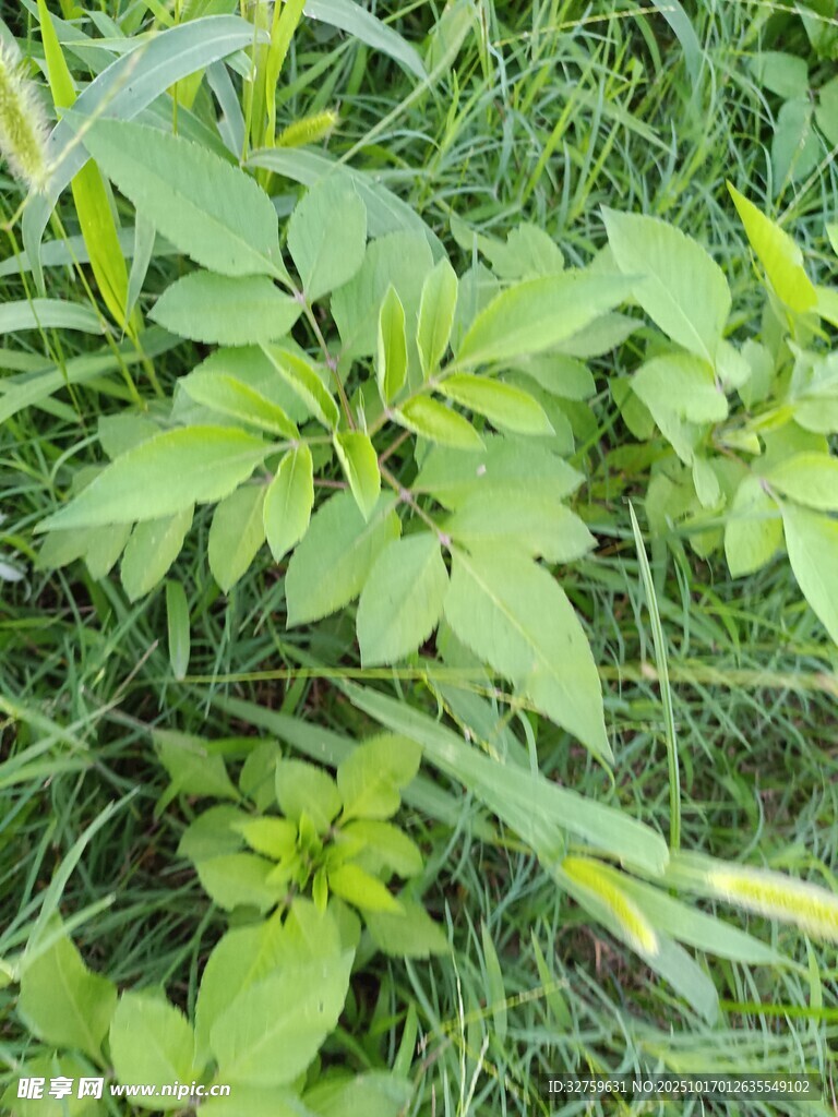 嫩绿草丛中的清新植物