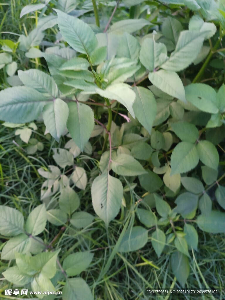 绿叶植物特写