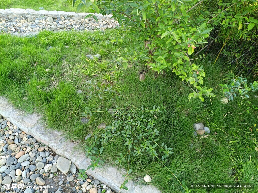 路边绿意盎然的草地景观