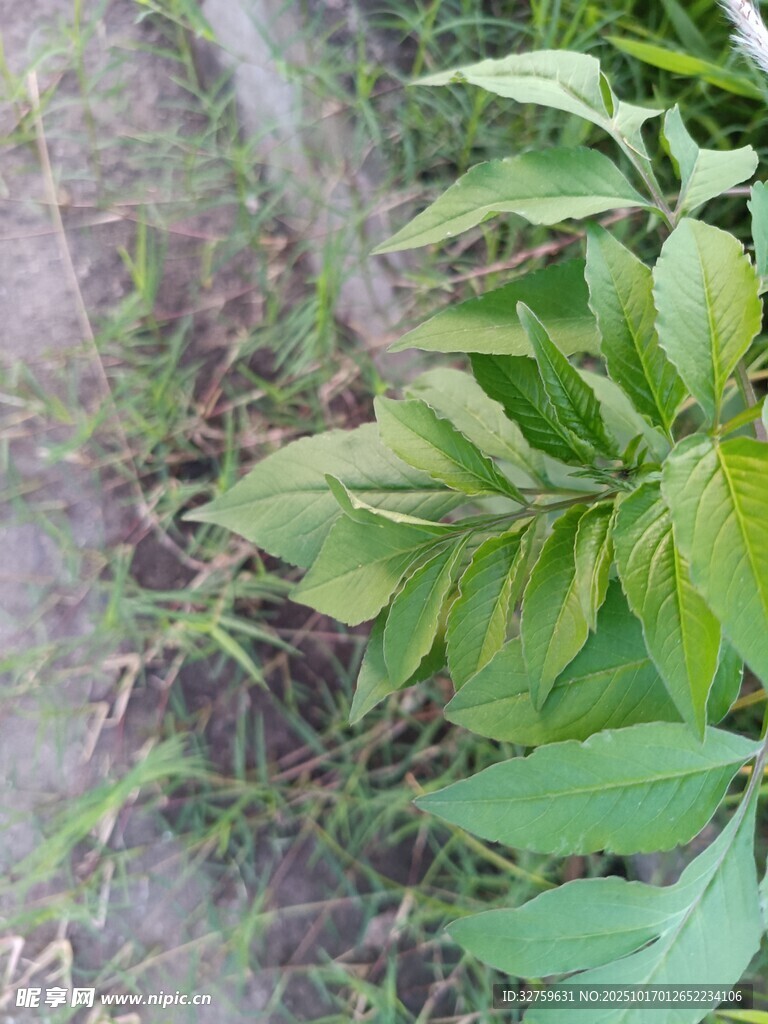 绿叶植物特写