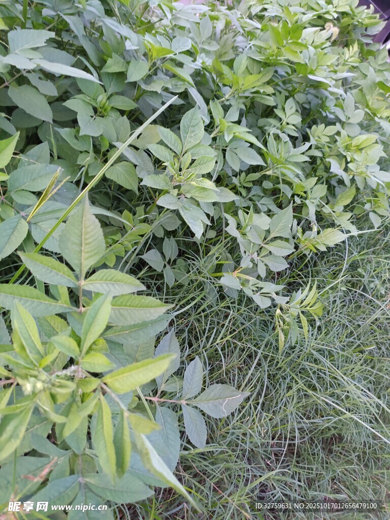 绿叶繁茂的植物景观