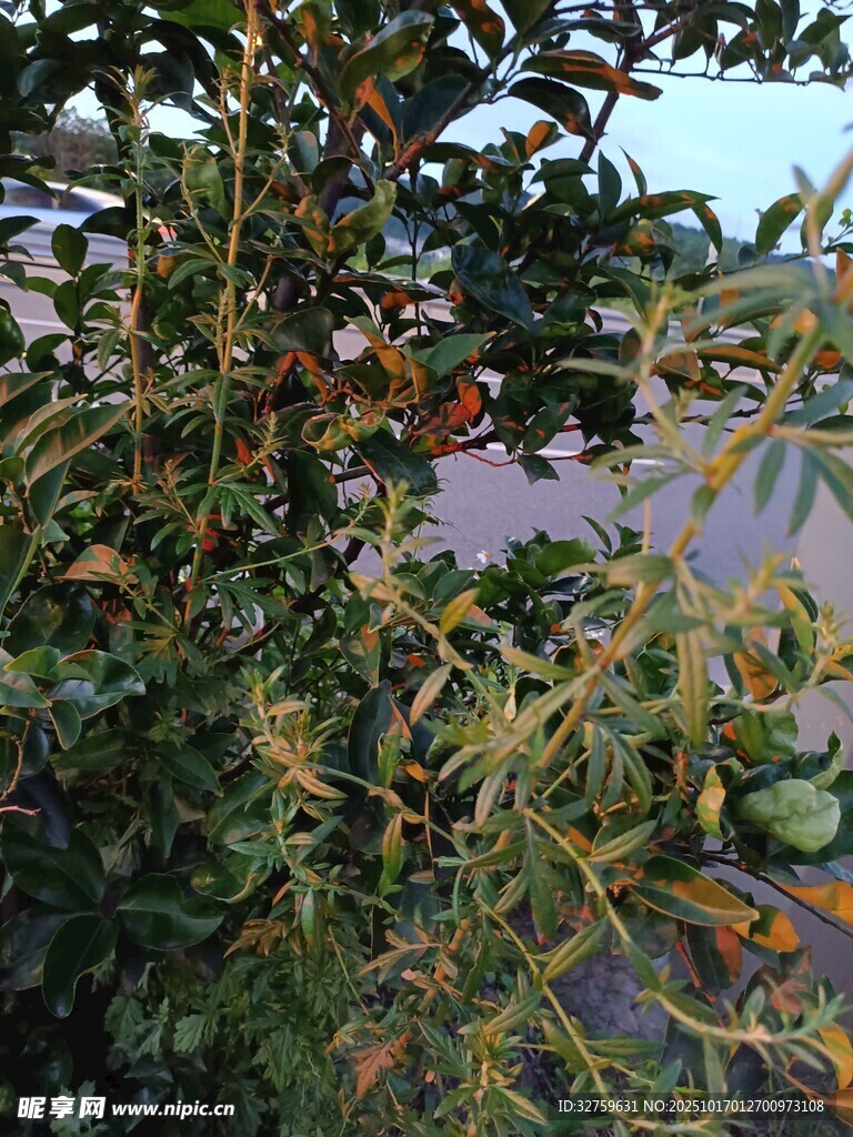 秋日繁茂的带果植物