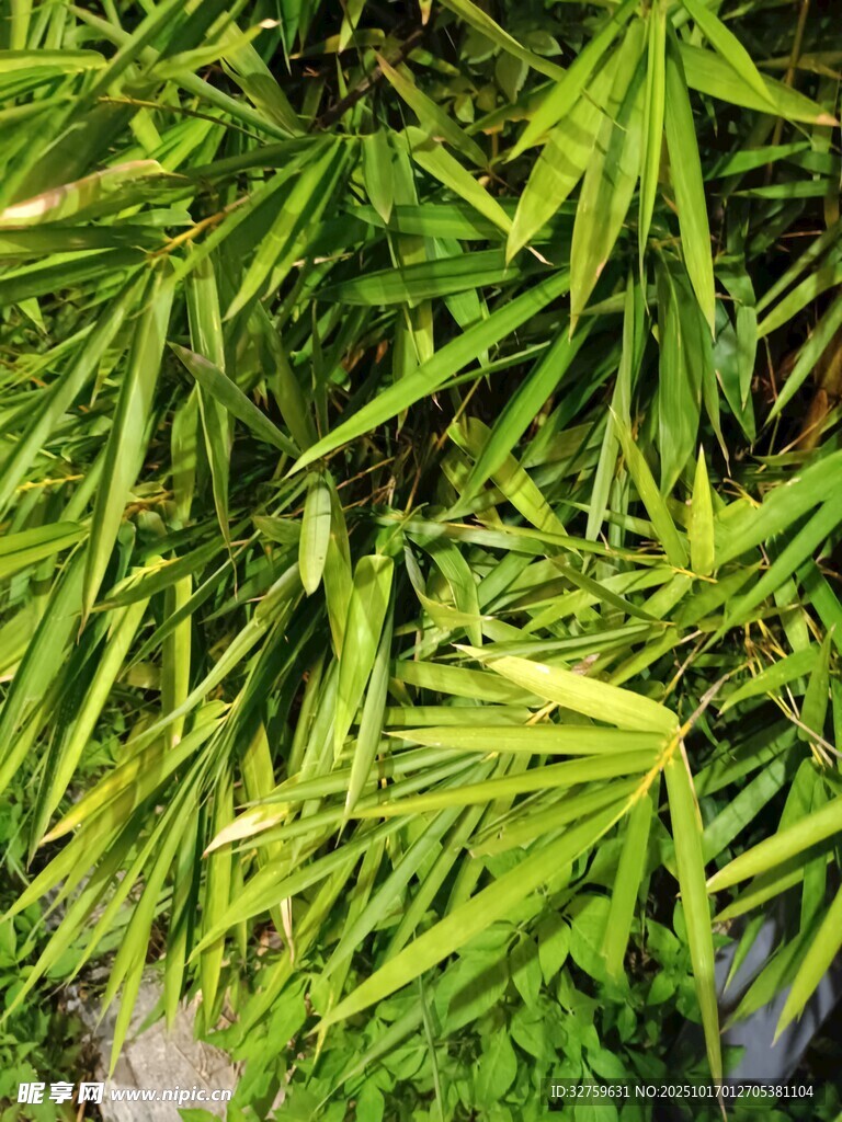 翠绿竹叶特写