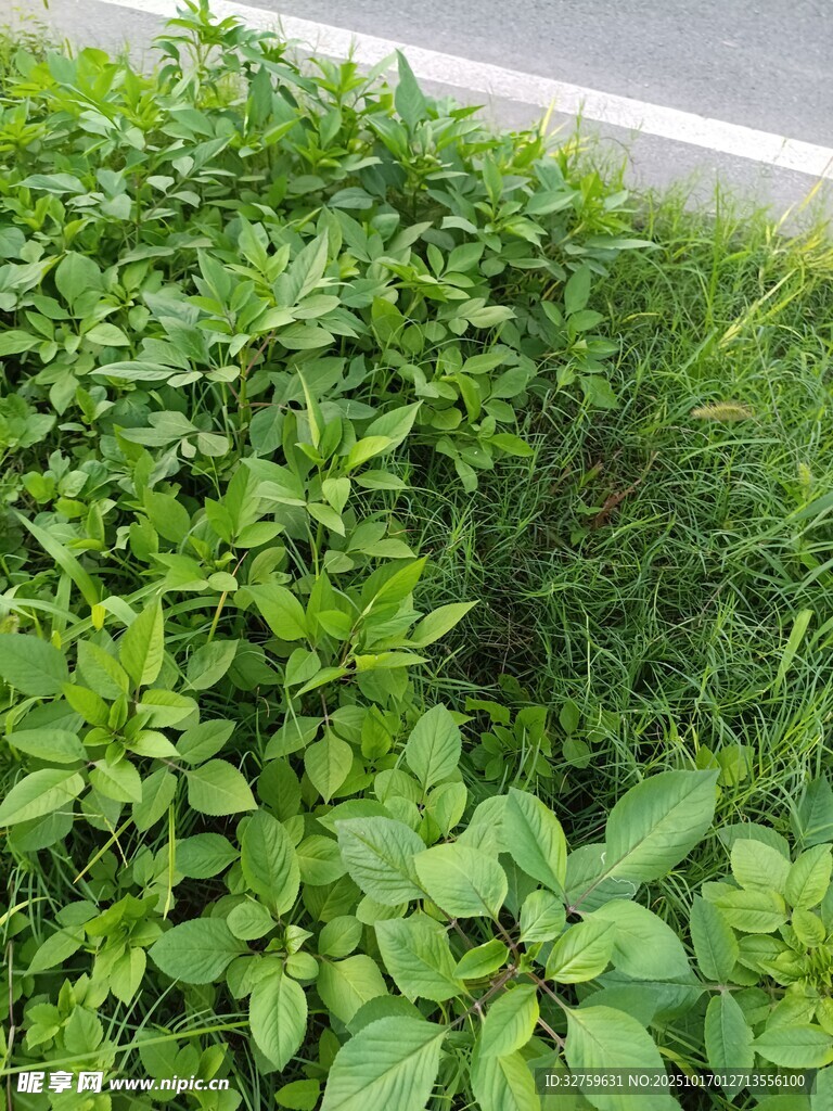 绿意盎然的蓬勃植物