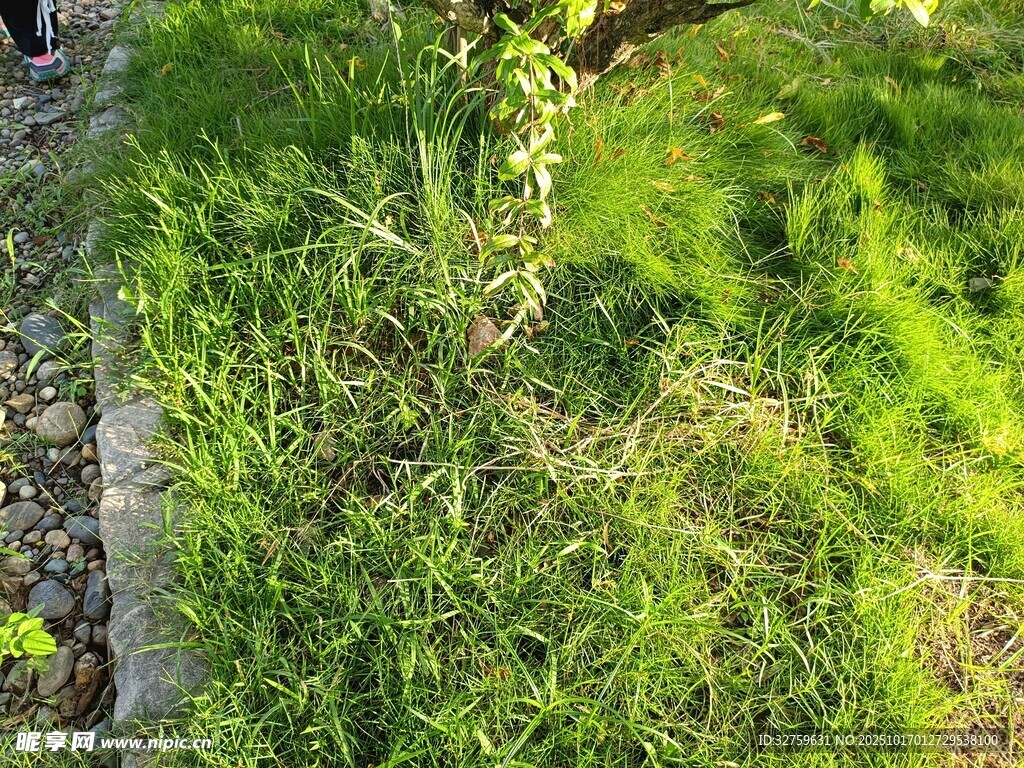 阳光下的翠绿草地