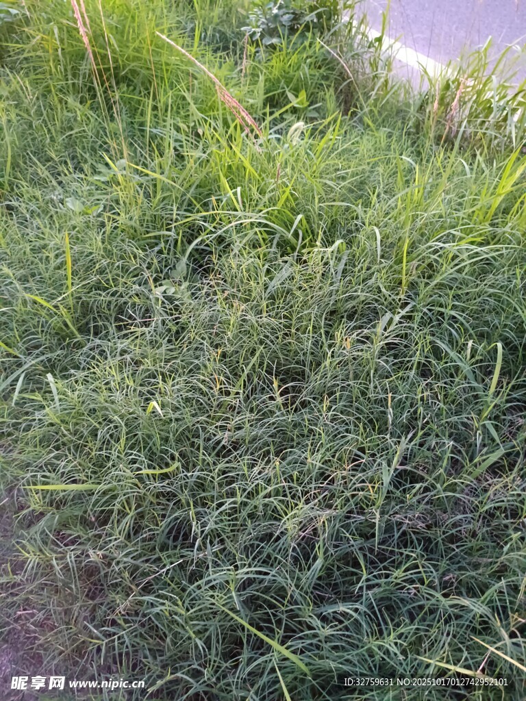 路边茂盛的绿色草丛