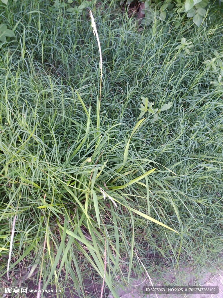 茂盛的绿色草地