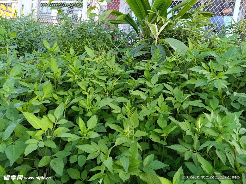 繁茂绿植景观