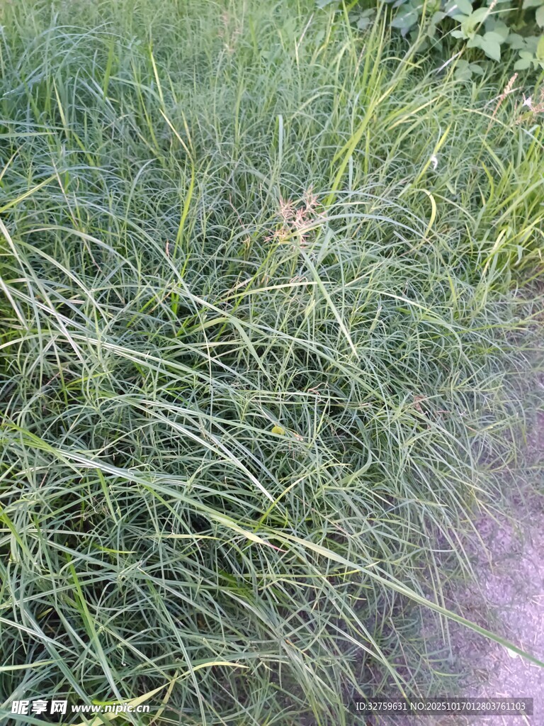 茂盛的草地