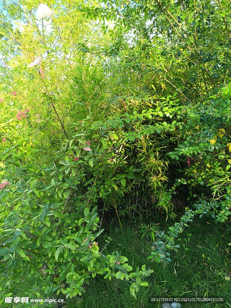 绿意盎然的繁茂灌木丛
