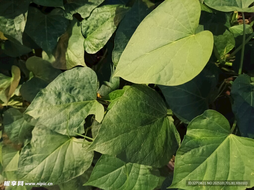 翠绿心形叶片植物特写