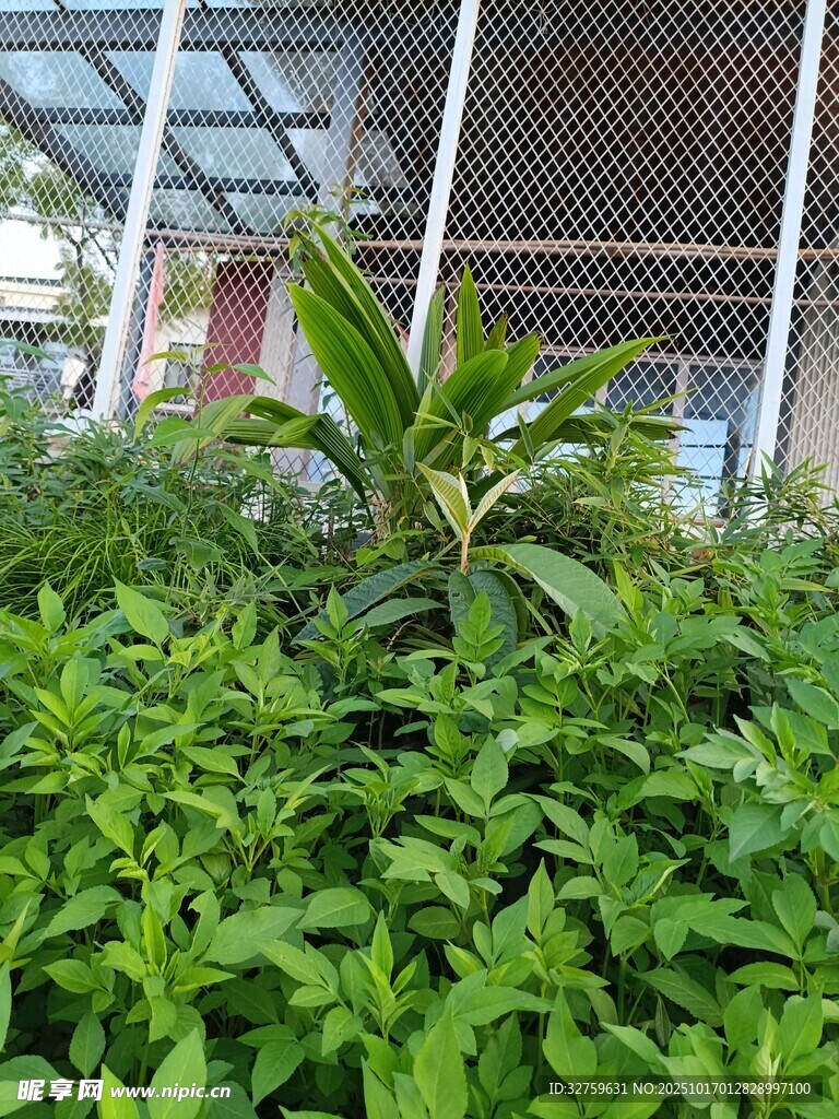 庭院绿植景观