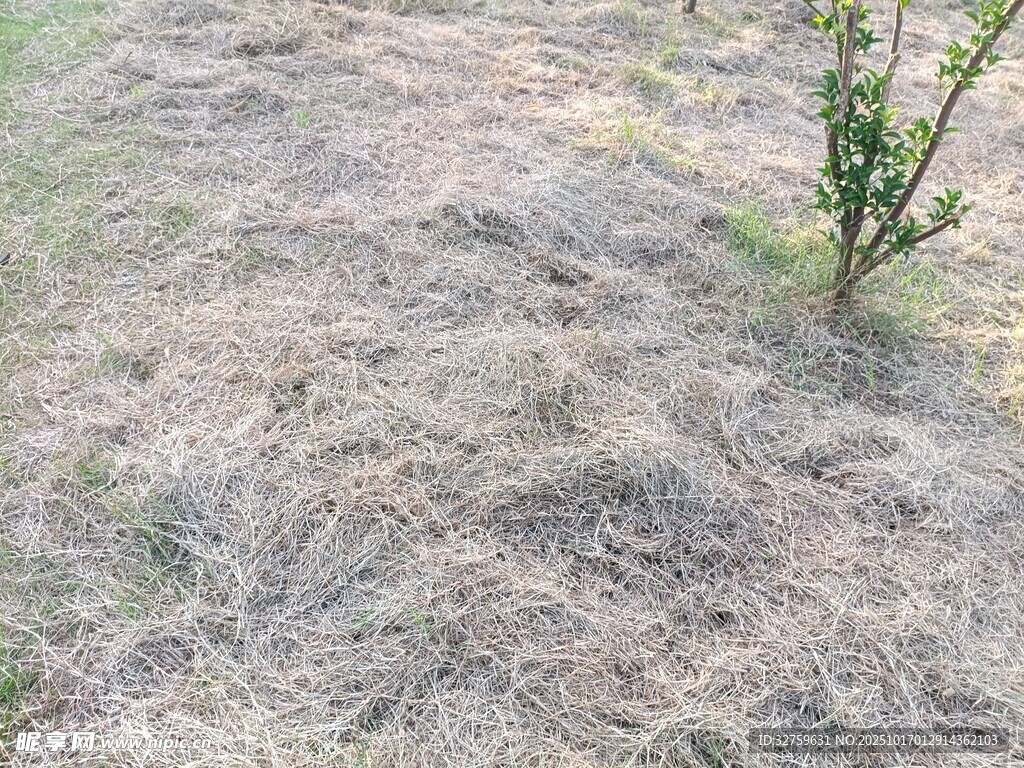 地面枯草旁的绿色小植株