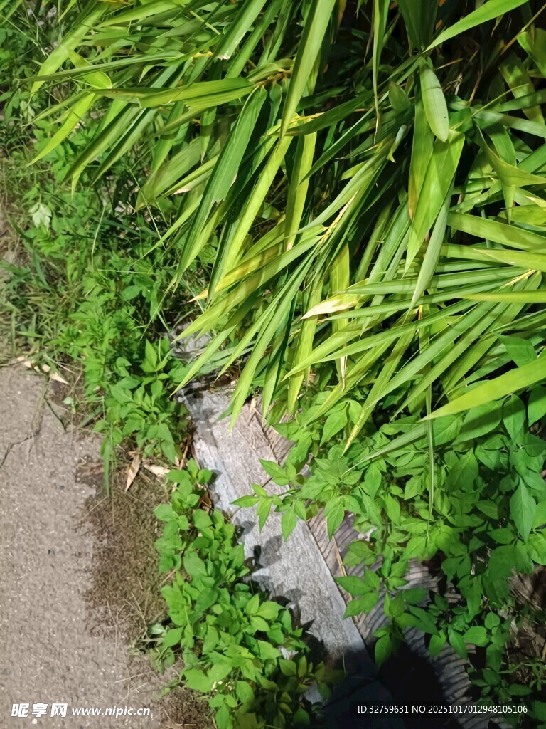 路边嫩绿葱郁的丛生植物