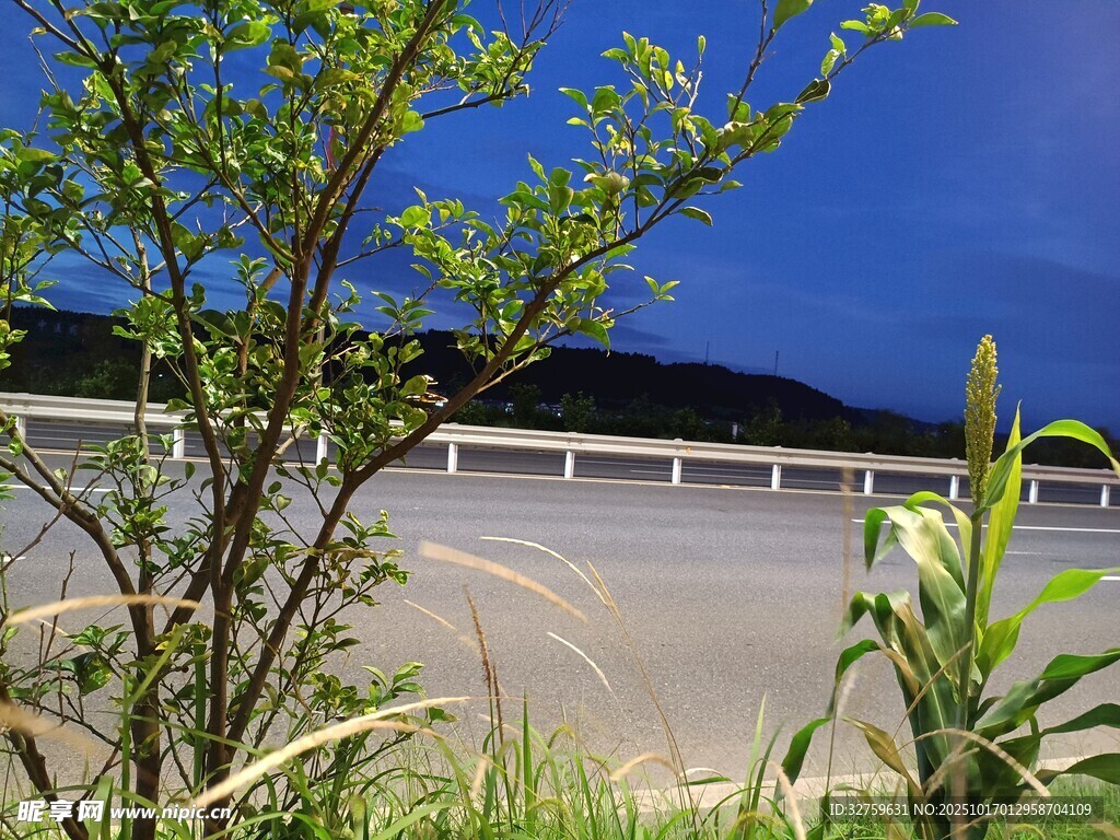 湖畔绿植与远处桥梁景致