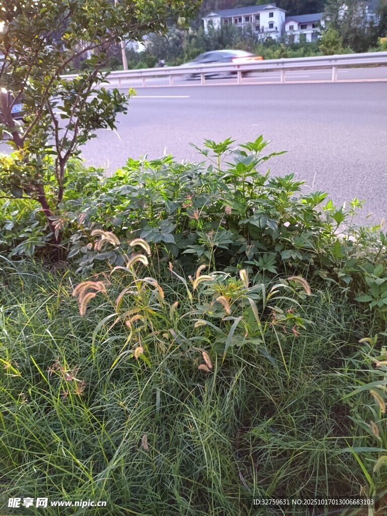 路边繁茂绿植