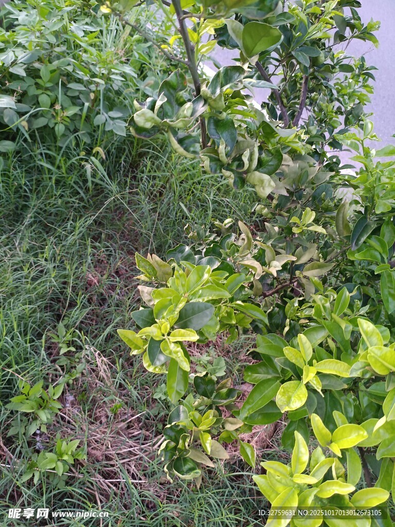 野外绿植景象