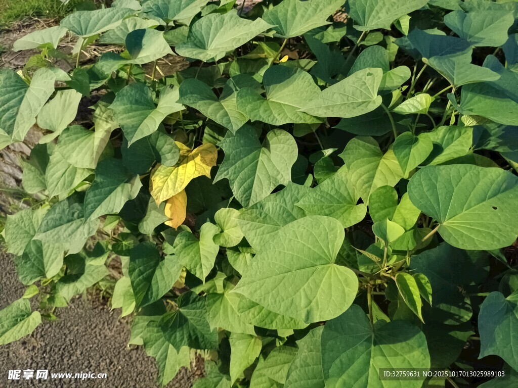 绿叶丛中的黄色南瓜花