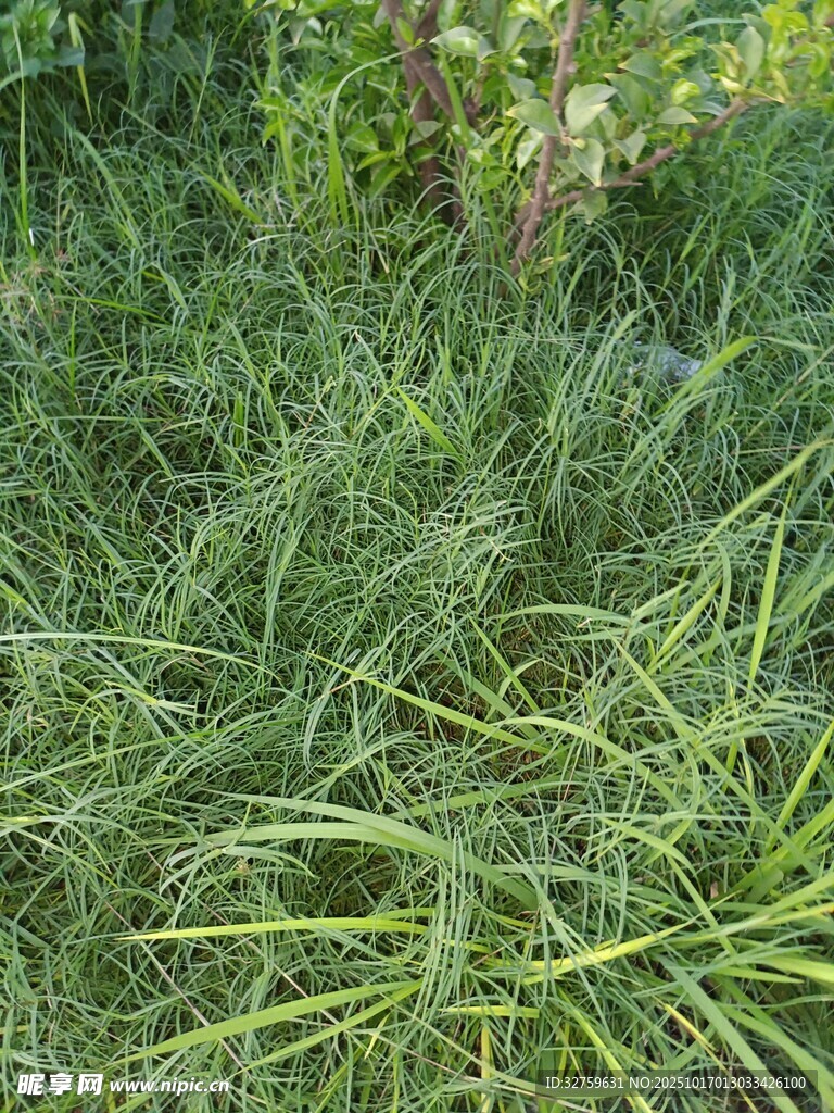翠绿茂盛的草地景观