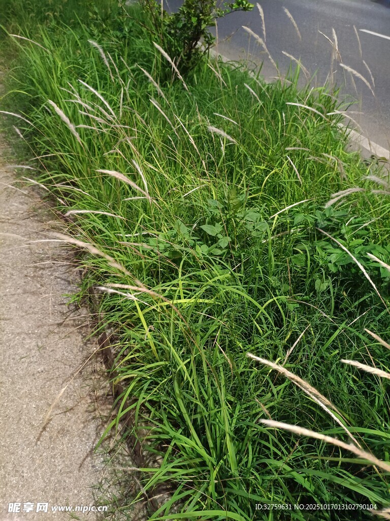 路边茂盛的绿色野草