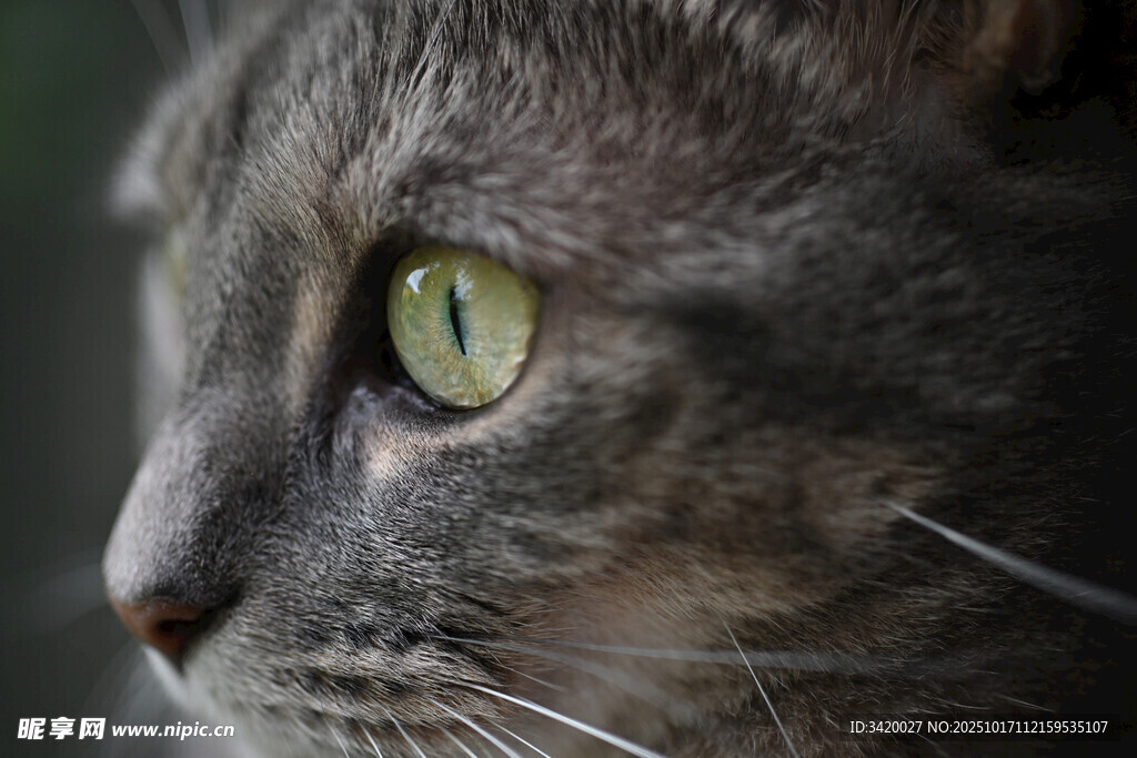 灰猫绿眼特写