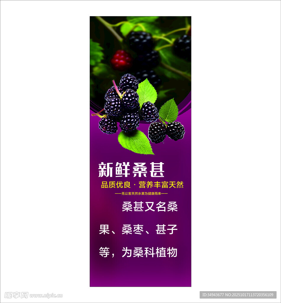 新鲜桑葚 营养美味等你来享