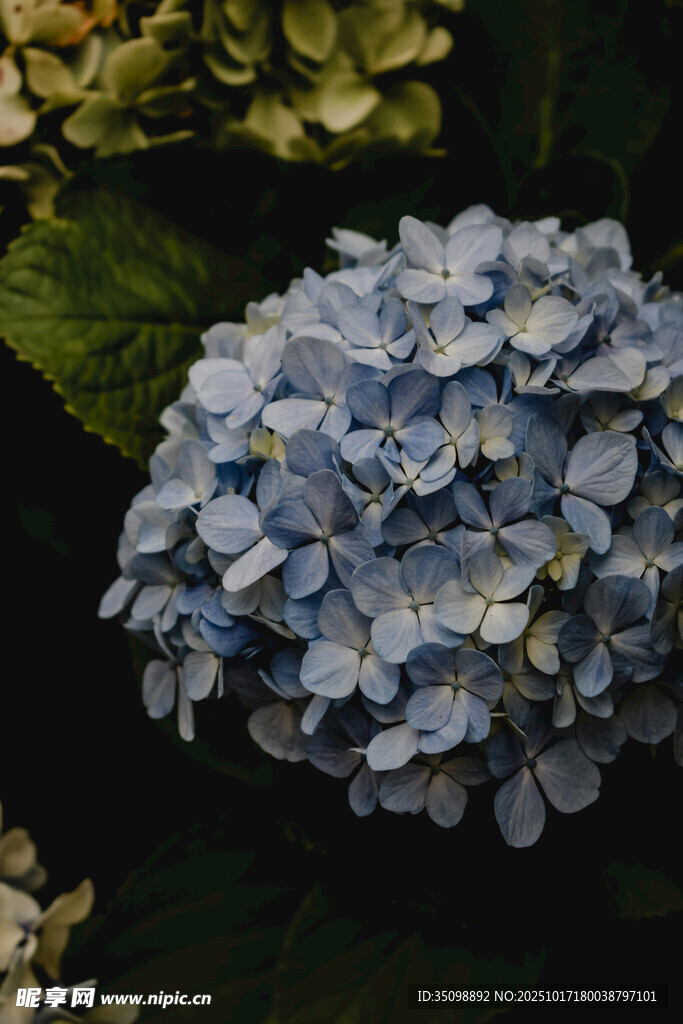 蓝色绣球花特写