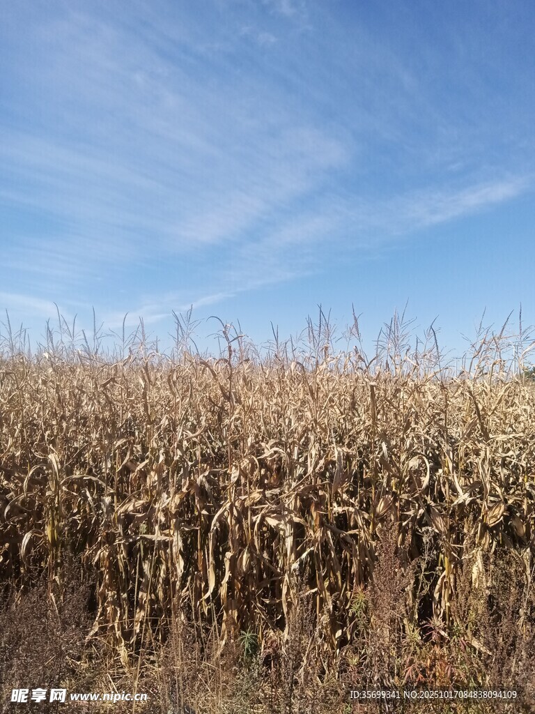 秋日金黄玉米田风景