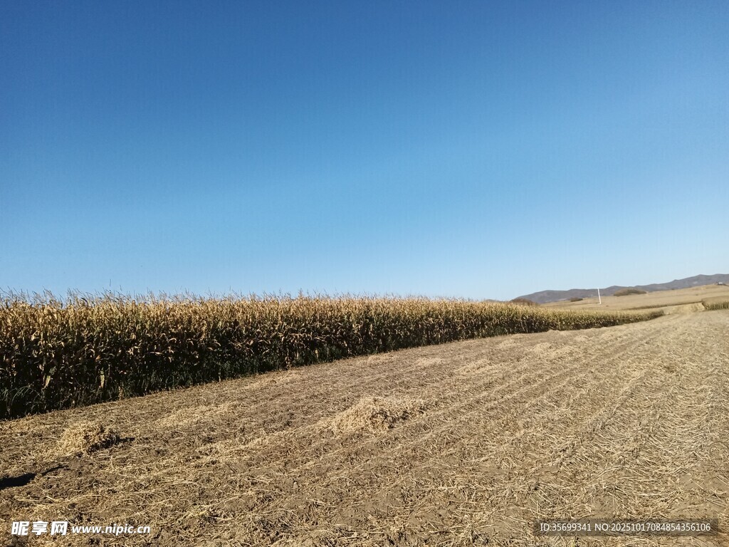 秋日田野中的玉米地