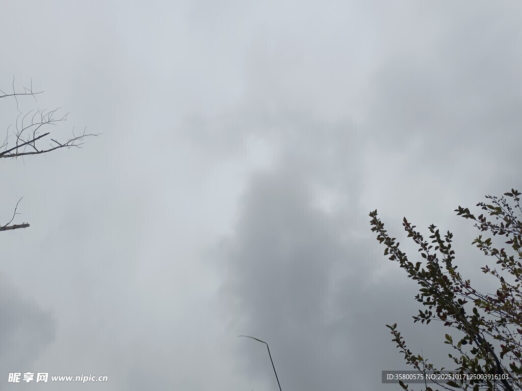 阴天景象下的树枝与天空