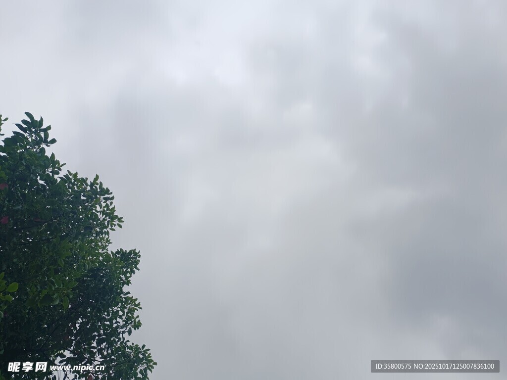 树梢上的阴云密布天空