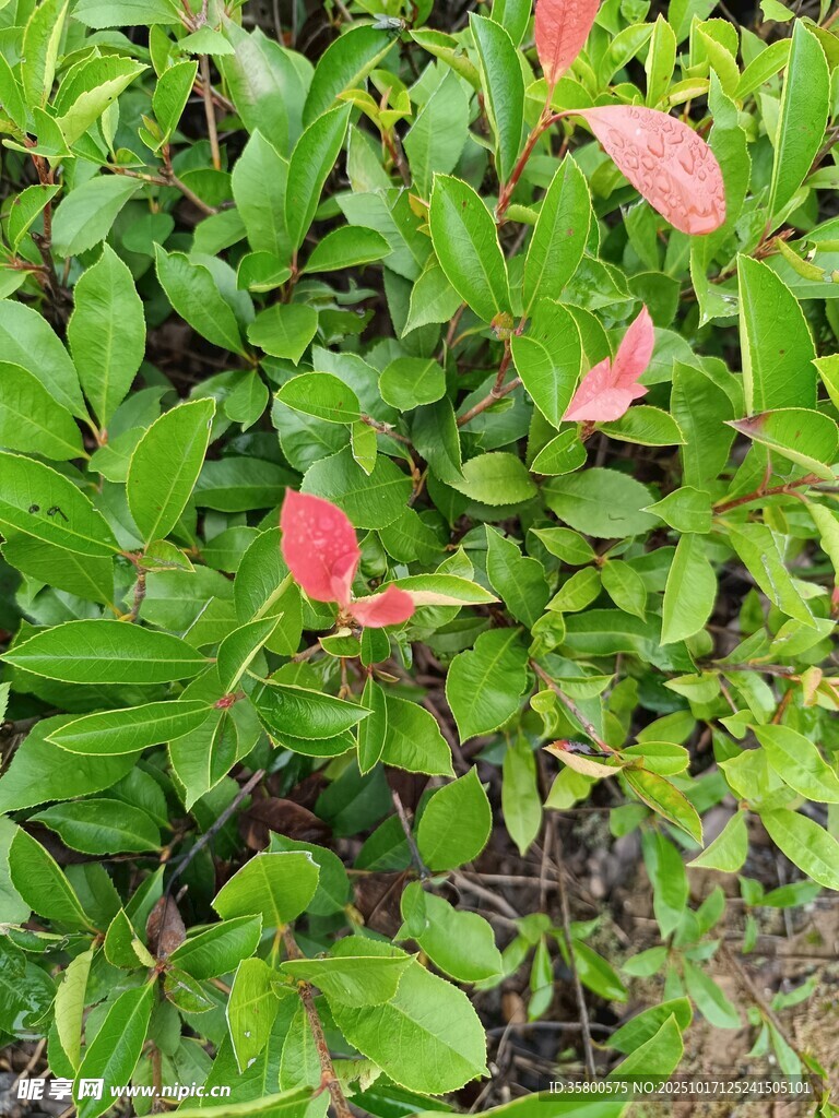 绿叶丛中点缀的粉色叶片