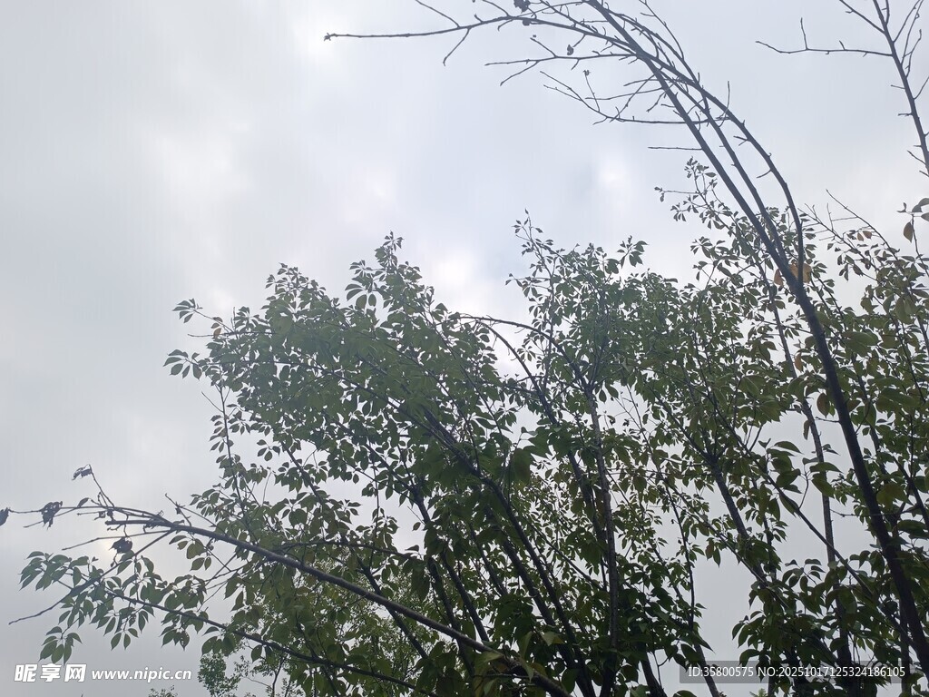 天空下的繁茂树木